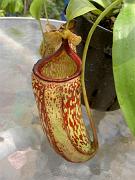 Nepenthes x Red Leopard 2